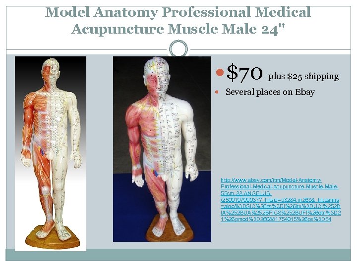 Model Anatomy Professional Medical Acupuncture Muscle Male 24