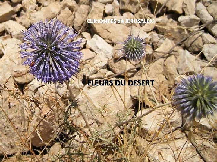 CURIOSITES de JERUSALEM FLEURS DU DESERT 