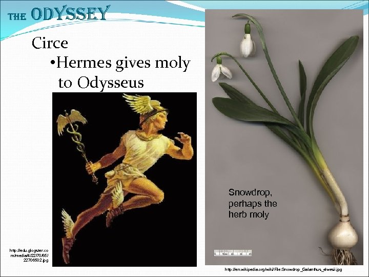 The Odyssey Circe • Hermes gives moly to Odysseus Snowdrop, perhaps the herb moly