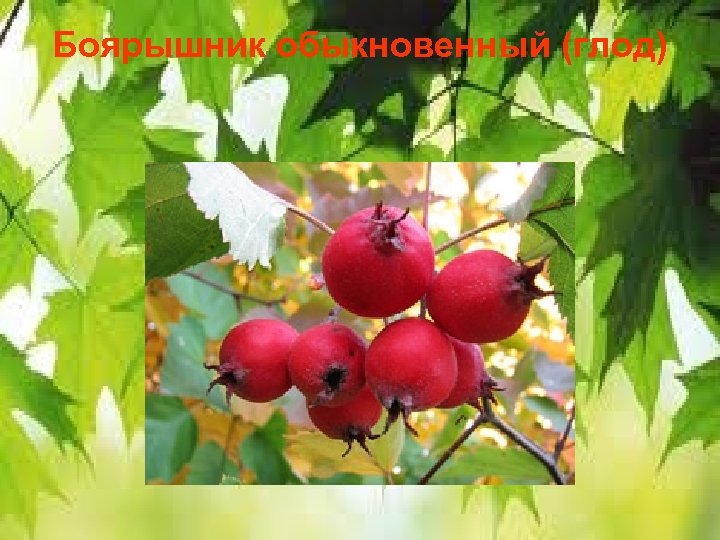 Боярышник обыкновенный (глод) 