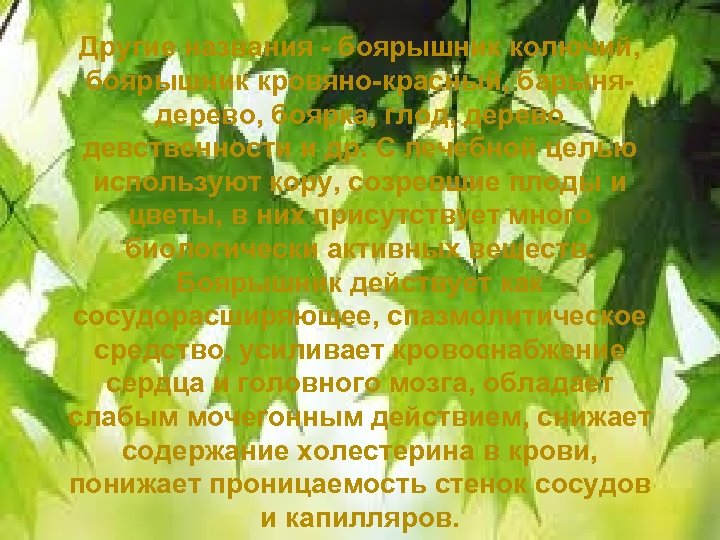 Другие названия - боярышник колючий, боярышник кровяно-красный, барынядерево, боярка, глод, дерево девственности и др.