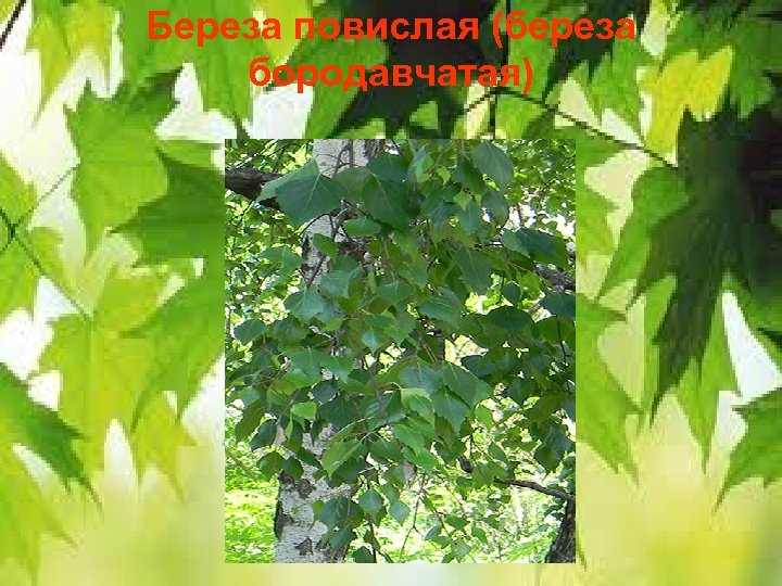 Береза повислая (береза бородавчатая) 