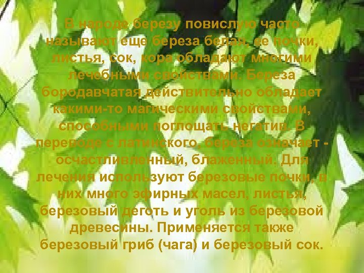 В народе березу повислую часто называют еще береза белая, ее почки, листья, сок, кора