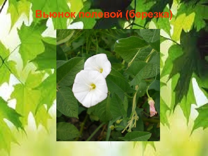 Вьюнок полевой (березка) 