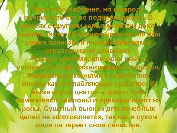 Ядовитое растение, но в народе ядовитость его не подчеркивается. В смесях с другими зельями