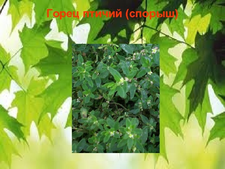 Горец птичий (спорыш) 