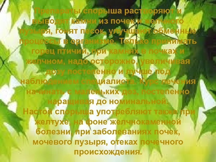 Препараты спорыша растворяют и выводят камни из почек и желчного пузыря, гонят песок, улучшают
