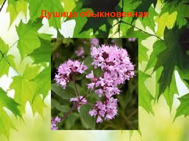 Душица обыкновенная 