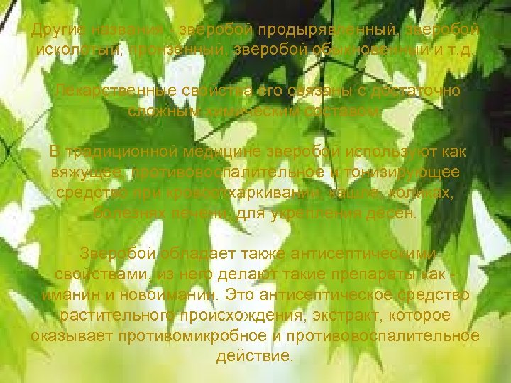 Другие названия - зверобой продырявленный, зверобой исколотый, пронзённый, зверобой обыкновенный и т. д. Лекарственные