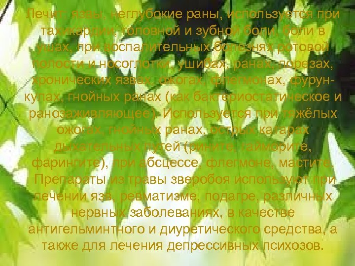 Лечит: язвы, неглубокие раны, используется при тахикардии, головной и зубной боли, боли в ушах,