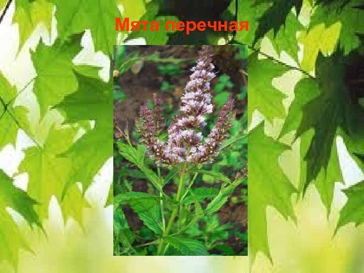 Мята перечная 