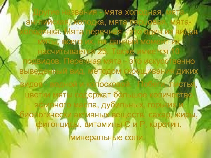 Другие названия - мята холодная, мята английская, холодка, мята перцовая, мятахолодянка. Мята перечная -