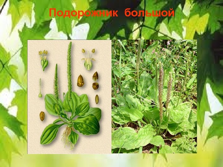 Подорожник большой 