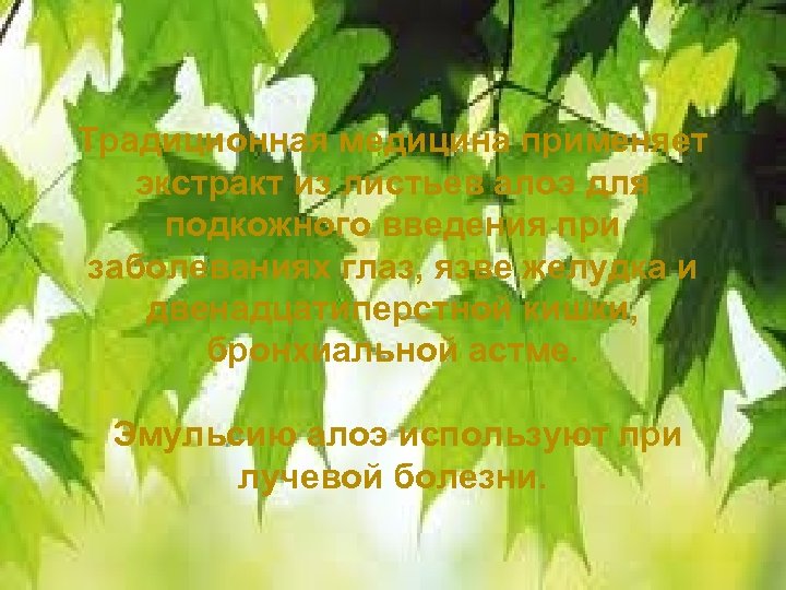 Традиционная медицина применяет экстракт из листьев алоэ для подкожного введения при заболеваниях глаз, язве