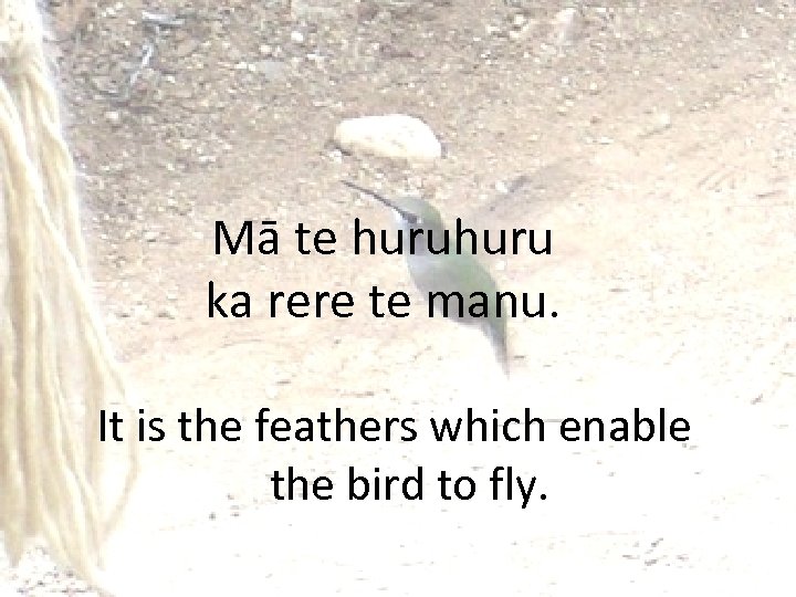 Mā te huru ka rere te manu. It is the feathers which enable the