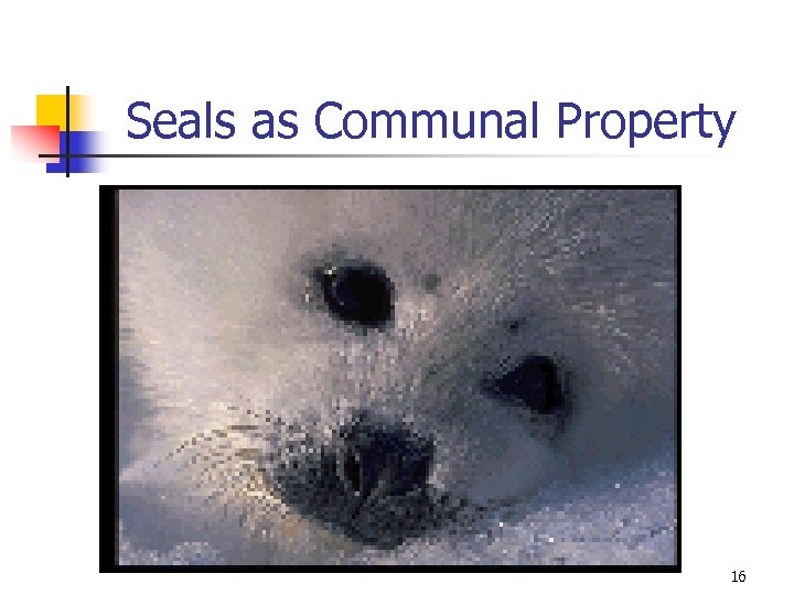 Seals as Communal Property 16 