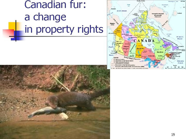 Canadian fur: a change in property rights 19 