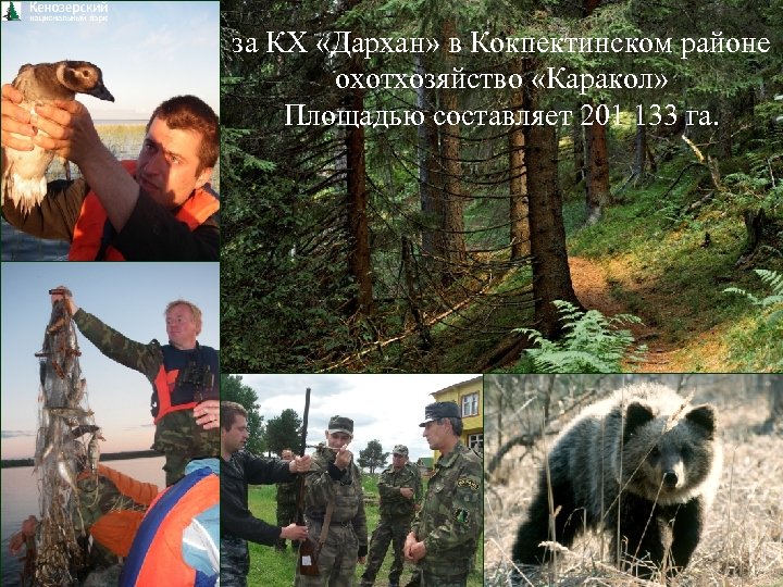 за КХ «Дархан» в Кокпектинском районе охотхозяйство «Каракол» Площадью составляет 201 133 га. 