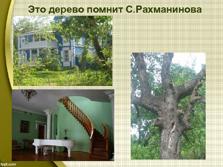 Это дерево помнит С. Рахманинова 