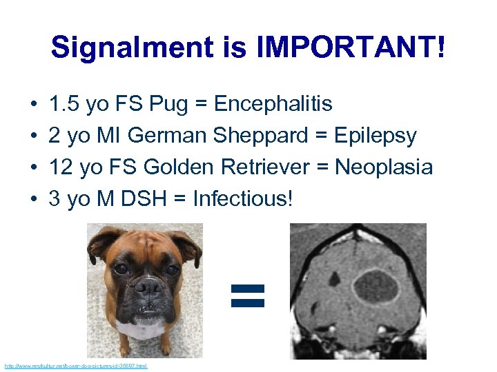 Signalment is IMPORTANT! • • 1. 5 yo FS Pug = Encephalitis 2 yo