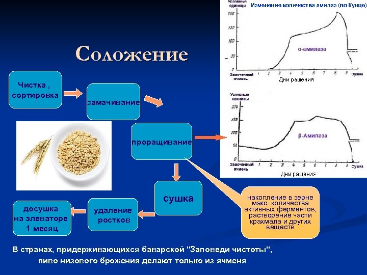 Изменение количества амилаз (по Кунце) Соложение Чистка , сортировка замачивание проращивание сушка досушка на