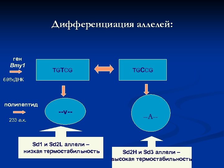 Дифференциация аллелей: ген Bmy 1 TGTCG TGCCG 698 к. ДНК полипептид --v-- 233 а.