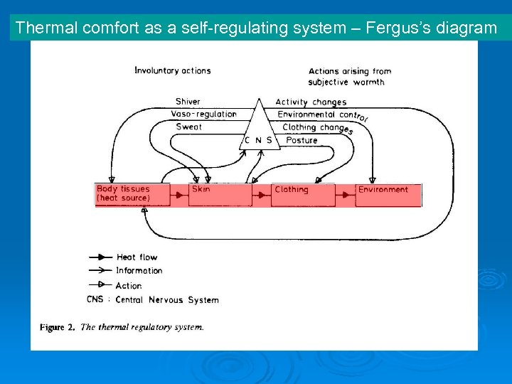 Thermal comfort as a self-regulating system – Fergus’s diagram 