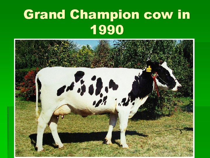 Grand Champion cow in 1990 