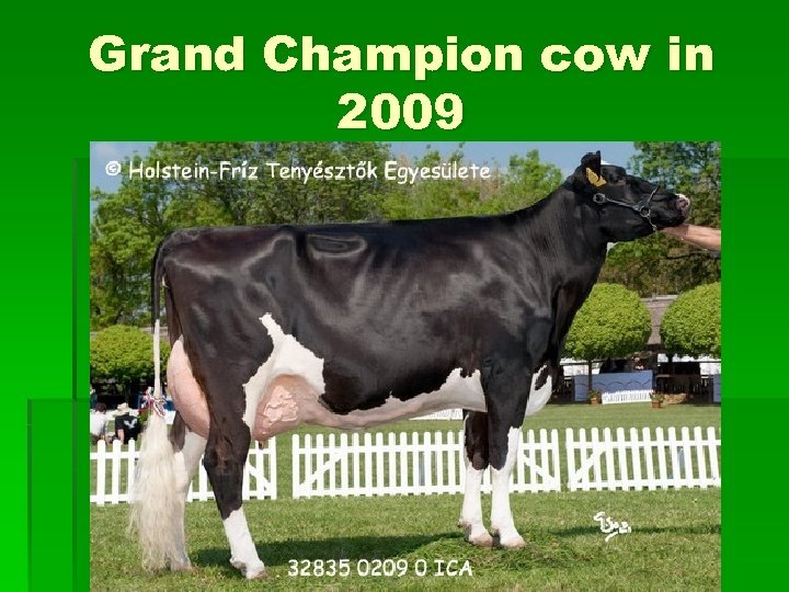 Grand Champion cow in 2009 