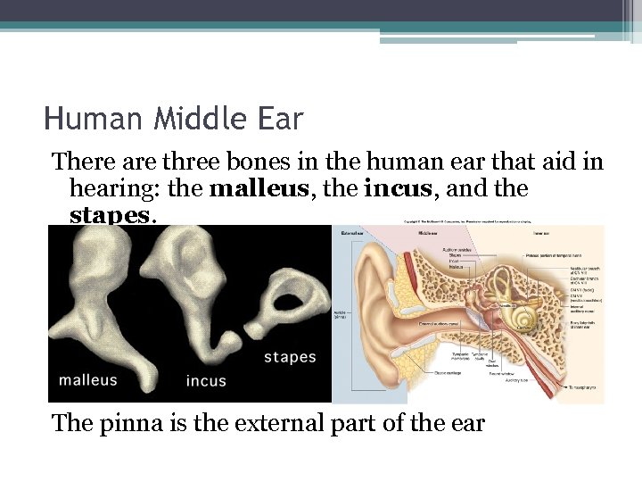 Human Middle Ear There are three bones in the human ear that aid in