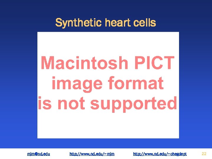 Synthetic heart cells mjm@nd. edu http: //www. nd. edu/~mjm http: //www. nd. edu/~chegdept 22