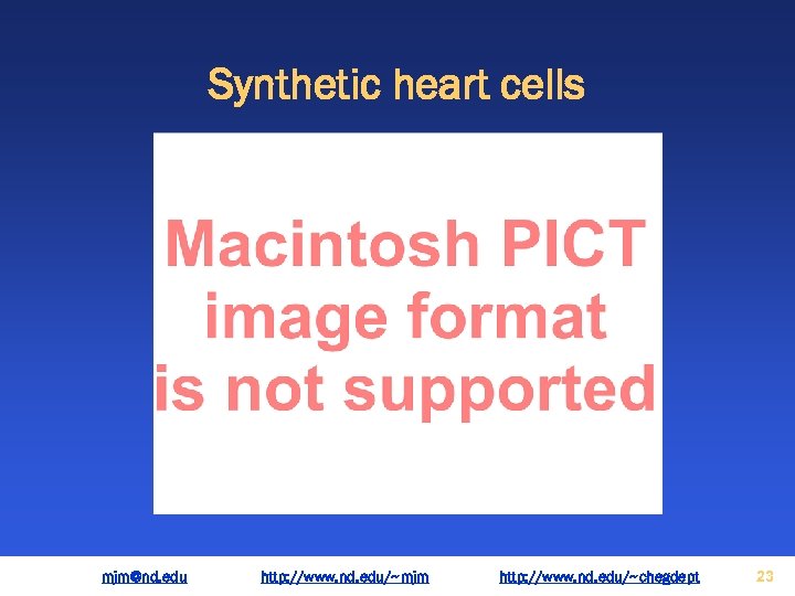 Synthetic heart cells mjm@nd. edu http: //www. nd. edu/~mjm http: //www. nd. edu/~chegdept 23