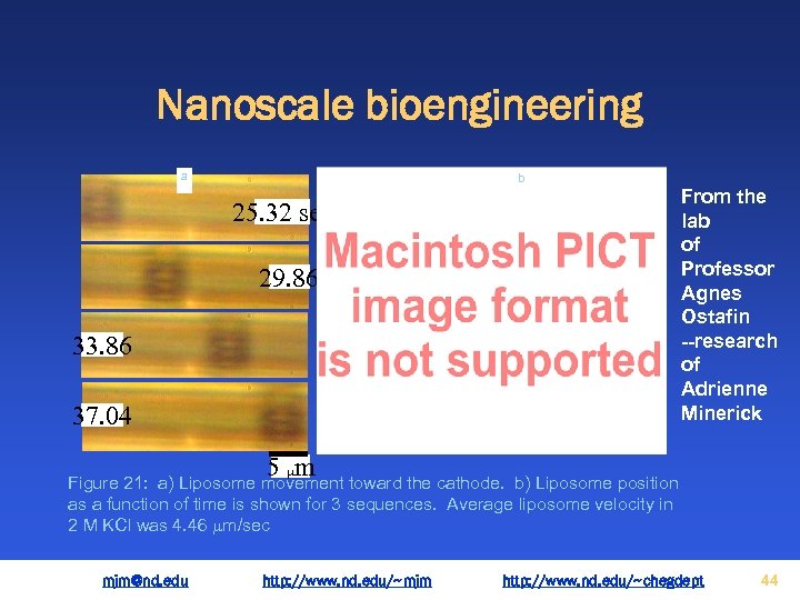 Nanoscale bioengineering a b From the lab of Professor Agnes Ostafin --research of Adrienne