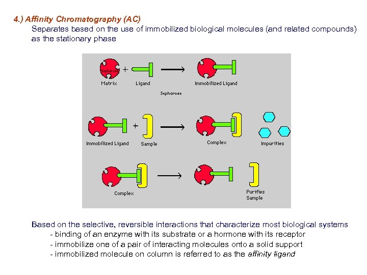 4. ) Affinity Chromatography (AC) Separates based on the use of immobilized biological molecules