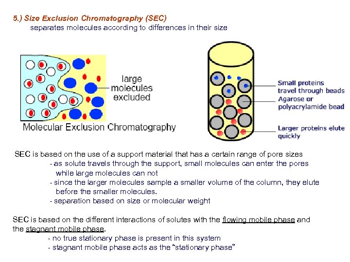 5. ) Size Exclusion Chromatography (SEC) separates molecules according to differences in their size