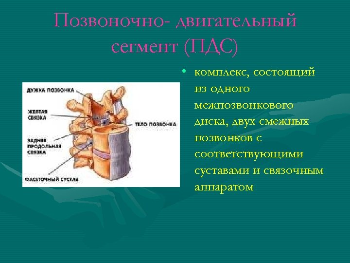 Позвоночно- двигательный сегмент (ПДС) • комплекс, состоящий из одного межпозвонкового диска, двух смежных позвонков