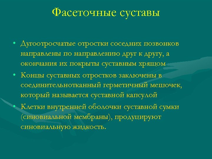 Фасеточные суставы • Дугоотросчатые отростки соседних позвонков направлены по направлению друг к другу, а