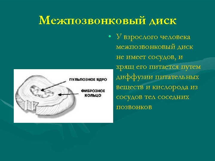 Межпозвонковый диск • У взрослого человека межпозвонковый диск не имеет сосудов, и хрящ его