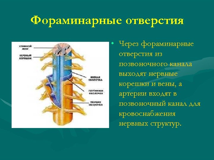 Фораминарные отверстия • Через фораминарные отверстия из позвоночного канала выходят нервные корешки и вены,