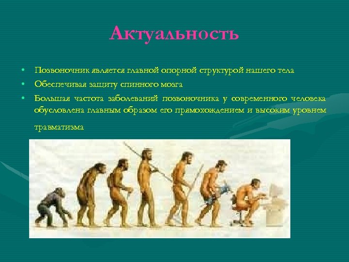 Актуальность • • • Позвоночник является главной опорной структурой нашего тела Обеспечивая защиту спинного