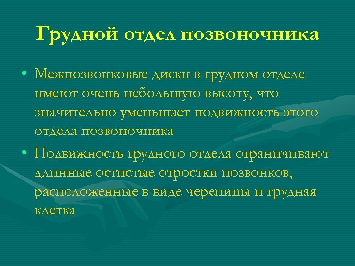 Грудной отдел позвоночника • Межпозвонковые диски в грудном отделе имеют очень небольшую высоту, что