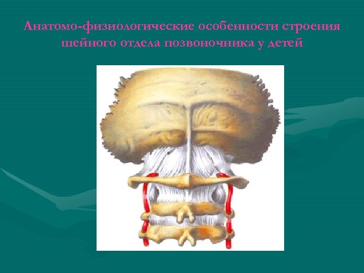 Анатомо-физиологические особенности строения шейного отдела позвоночника у детей 