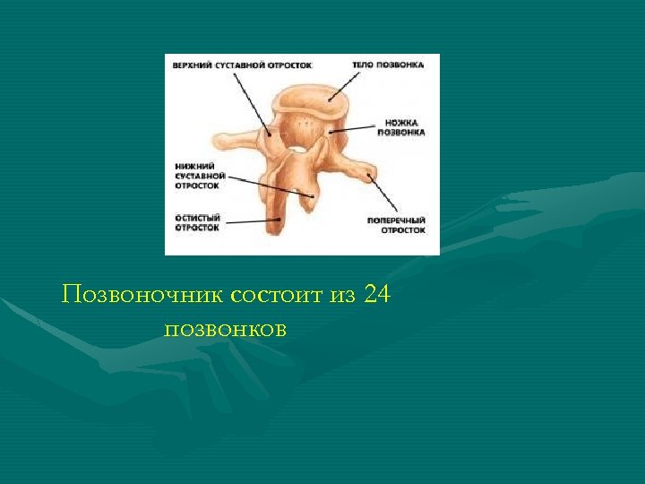 Позвоночник состоит из 24 позвонков 