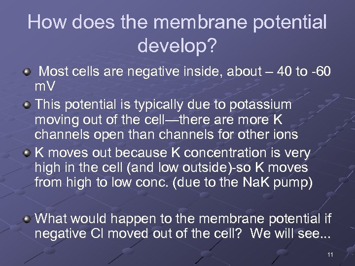 How does the membrane potential develop? Most cells are negative inside, about – 40