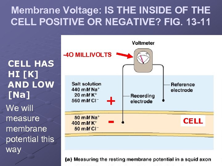 Membrane Voltage: IS THE INSIDE OF THE CELL POSITIVE OR NEGATIVE? FIG. 13 -11