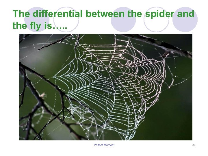 The differential between the spider and the fly is…. . Perfect Moment 23 