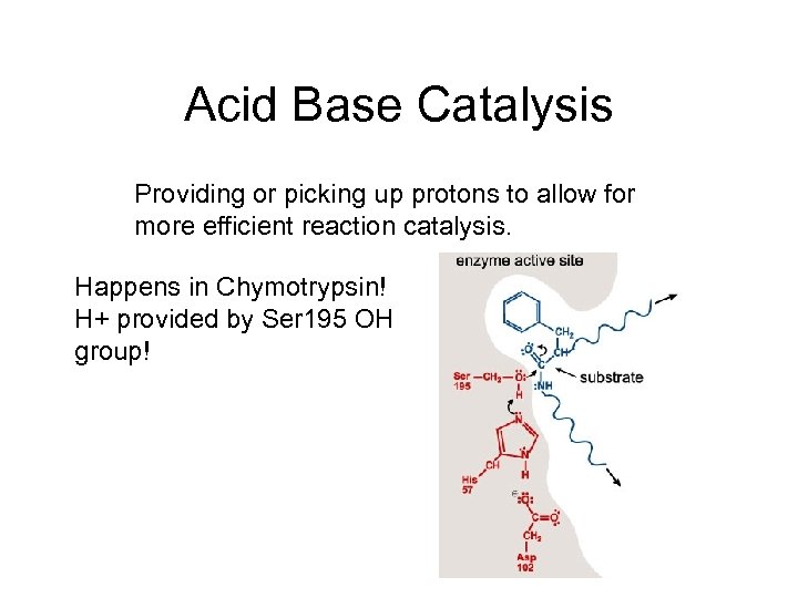 Acid Base Catalysis Providing or picking up protons to allow for more efficient reaction
