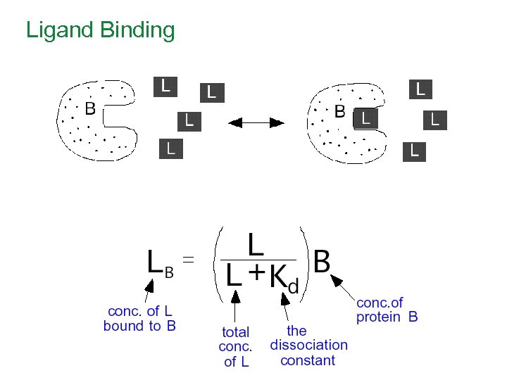 Ligand Binding 