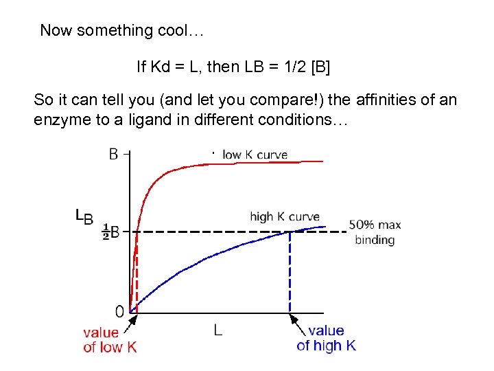 Now something cool… If Kd = L, then LB = 1/2 [B] So it