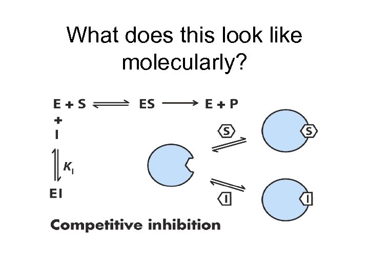 What does this look like molecularly? 